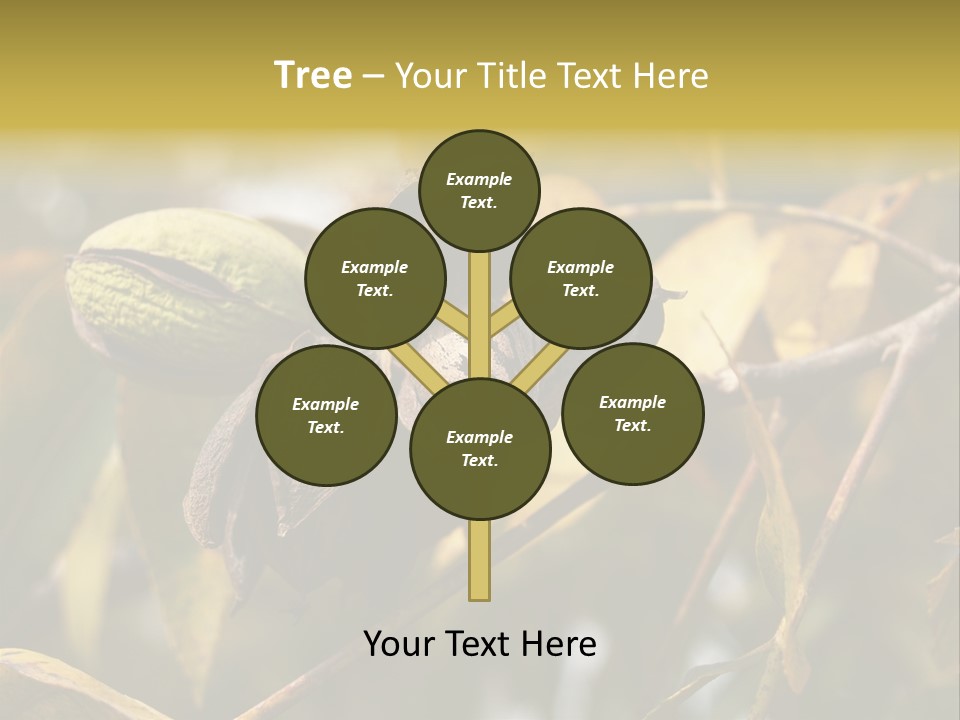 A Nut Tree With Nuts On It's Branches PowerPoint Template