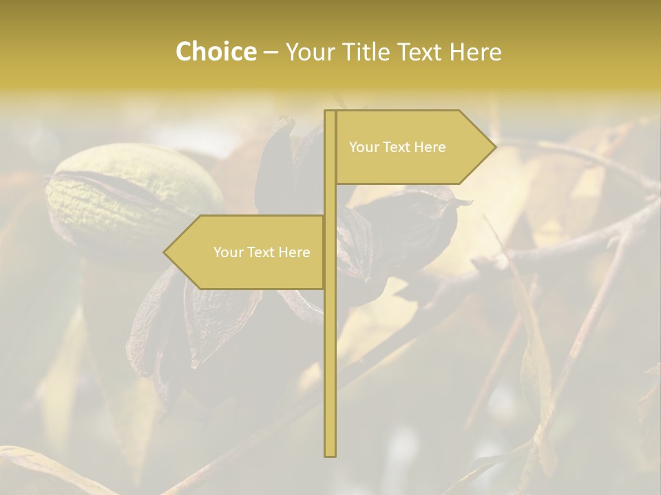 A Nut Tree With Nuts On It's Branches PowerPoint Template