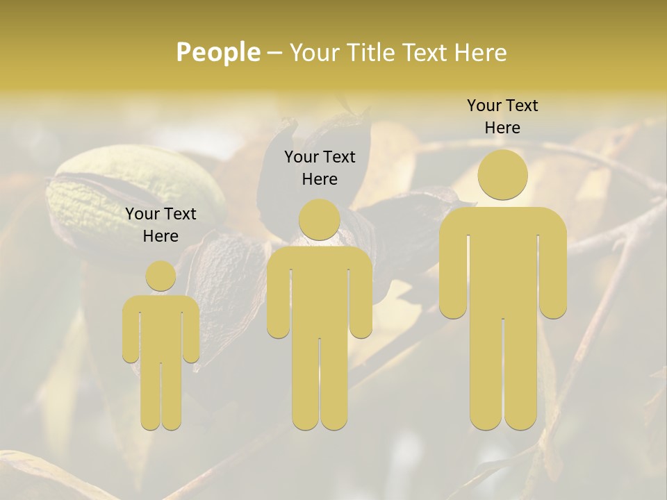 A Nut Tree With Nuts On It's Branches PowerPoint Template