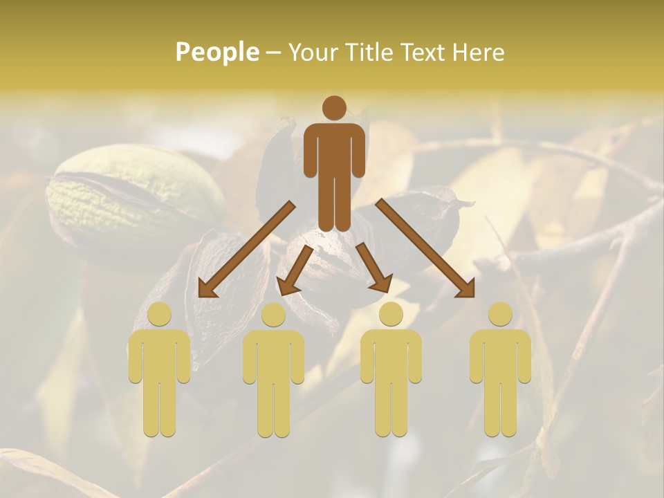 A Nut Tree With Nuts On It's Branches PowerPoint Template