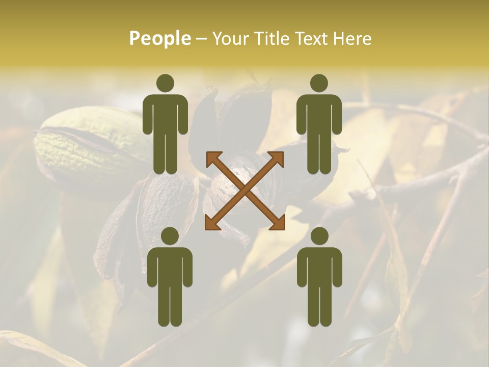 A Nut Tree With Nuts On It's Branches PowerPoint Template