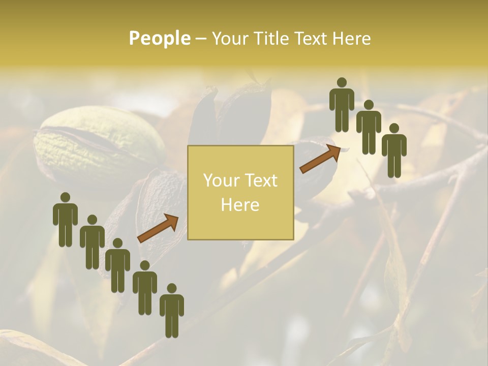 A Nut Tree With Nuts On It's Branches PowerPoint Template