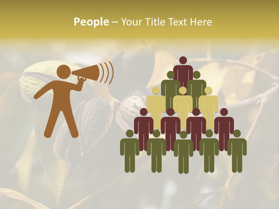 A Nut Tree With Nuts On It's Branches PowerPoint Template