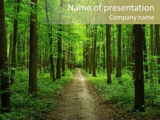 Forest PowerPoint Template