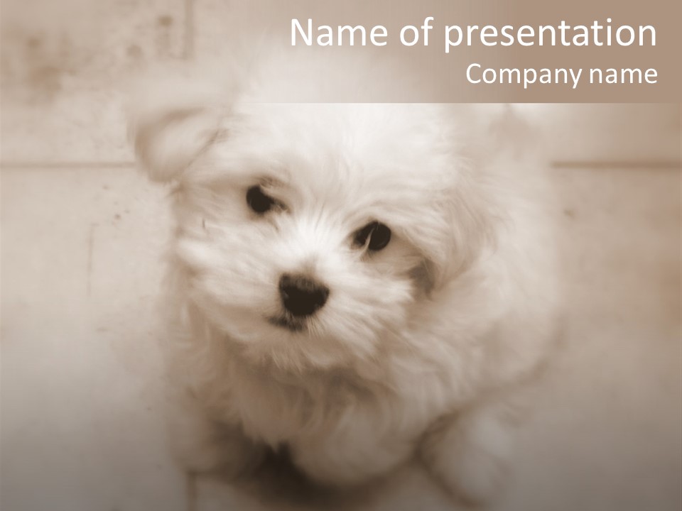 Puppy Love PowerPoint Template