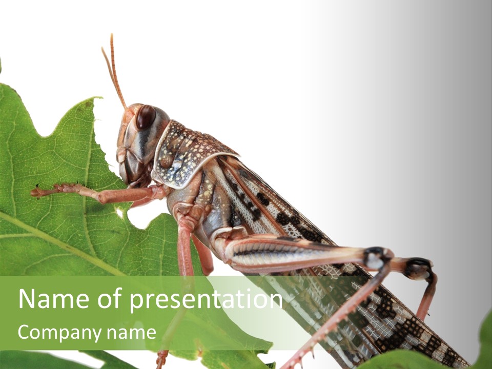 Locust Eating A Leaf Of An Oak - Macro Shot PowerPoint Template