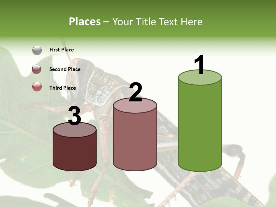 Locust Eating A Leaf Of An Oak - Macro Shot PowerPoint Template