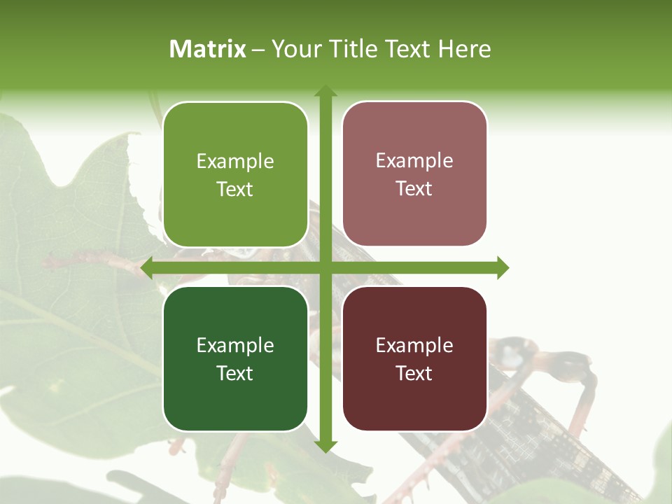 Locust Eating A Leaf Of An Oak - Macro Shot PowerPoint Template