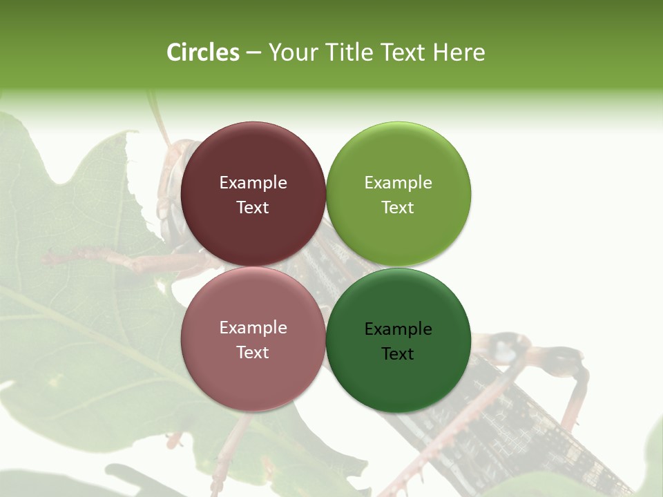 Locust Eating A Leaf Of An Oak - Macro Shot PowerPoint Template