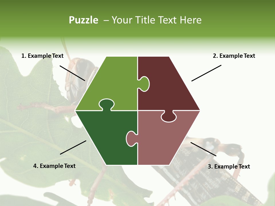 Locust Eating A Leaf Of An Oak - Macro Shot PowerPoint Template