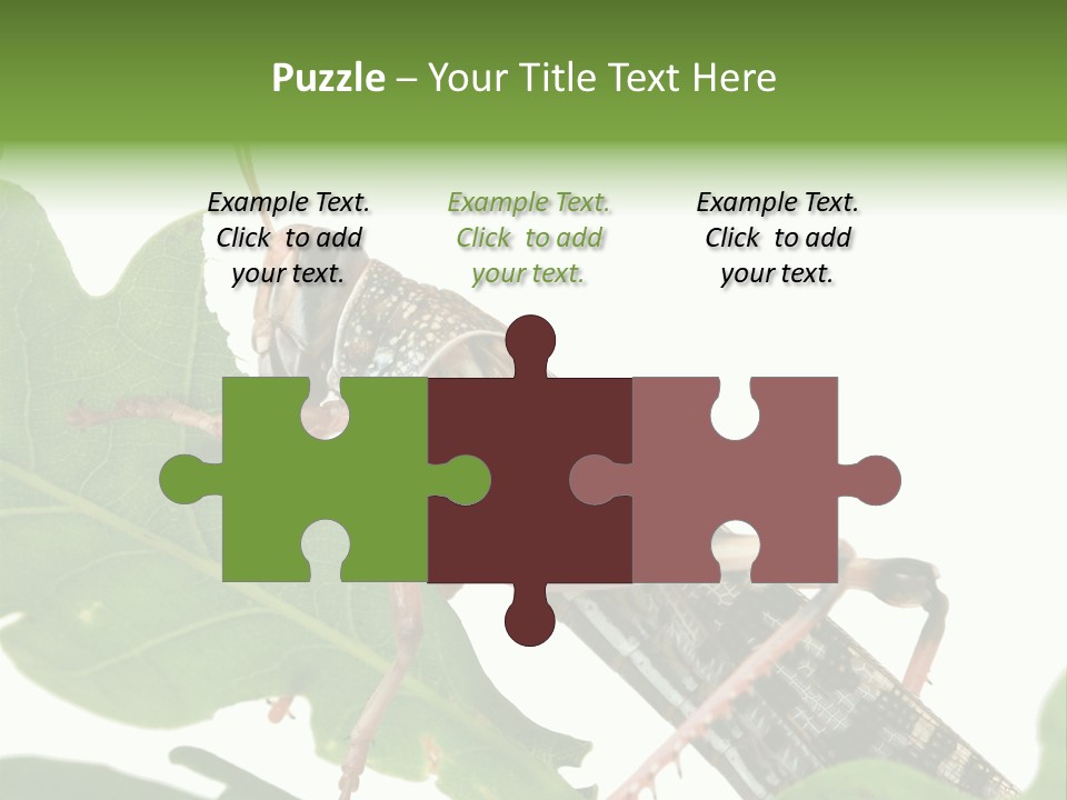 Locust Eating A Leaf Of An Oak - Macro Shot PowerPoint Template