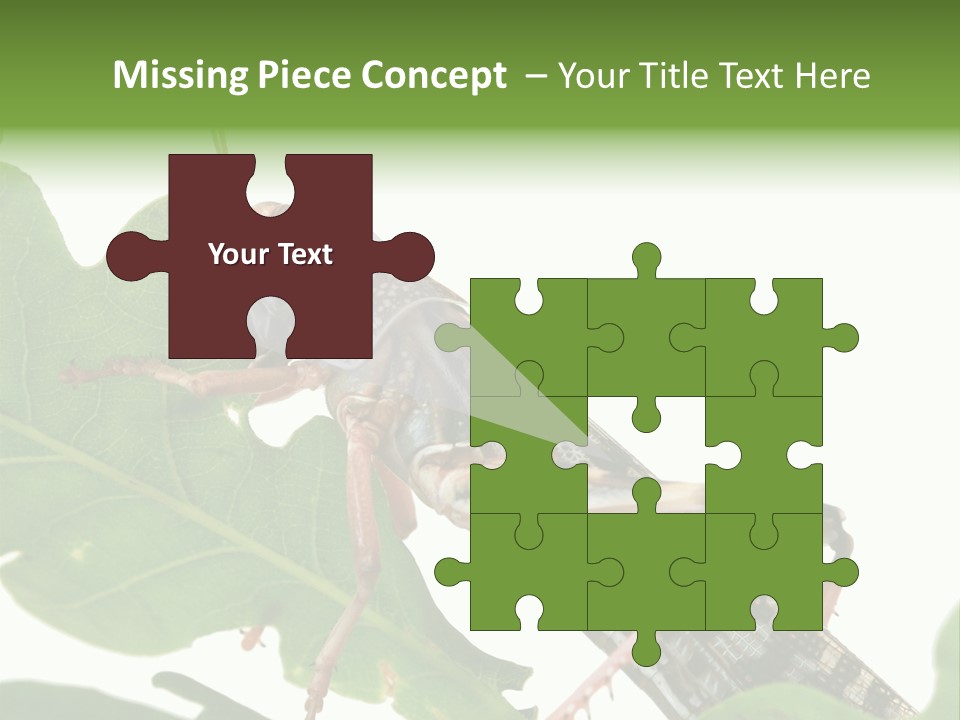 Locust Eating A Leaf Of An Oak - Macro Shot PowerPoint Template