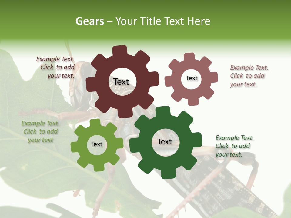 Locust Eating A Leaf Of An Oak - Macro Shot PowerPoint Template