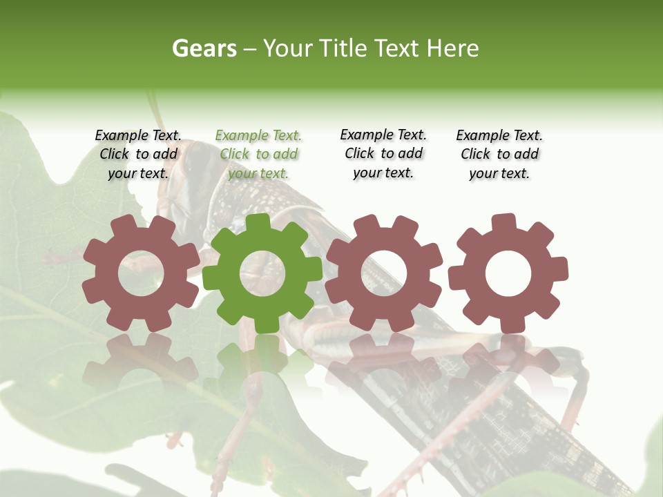 Locust Eating A Leaf Of An Oak - Macro Shot PowerPoint Template