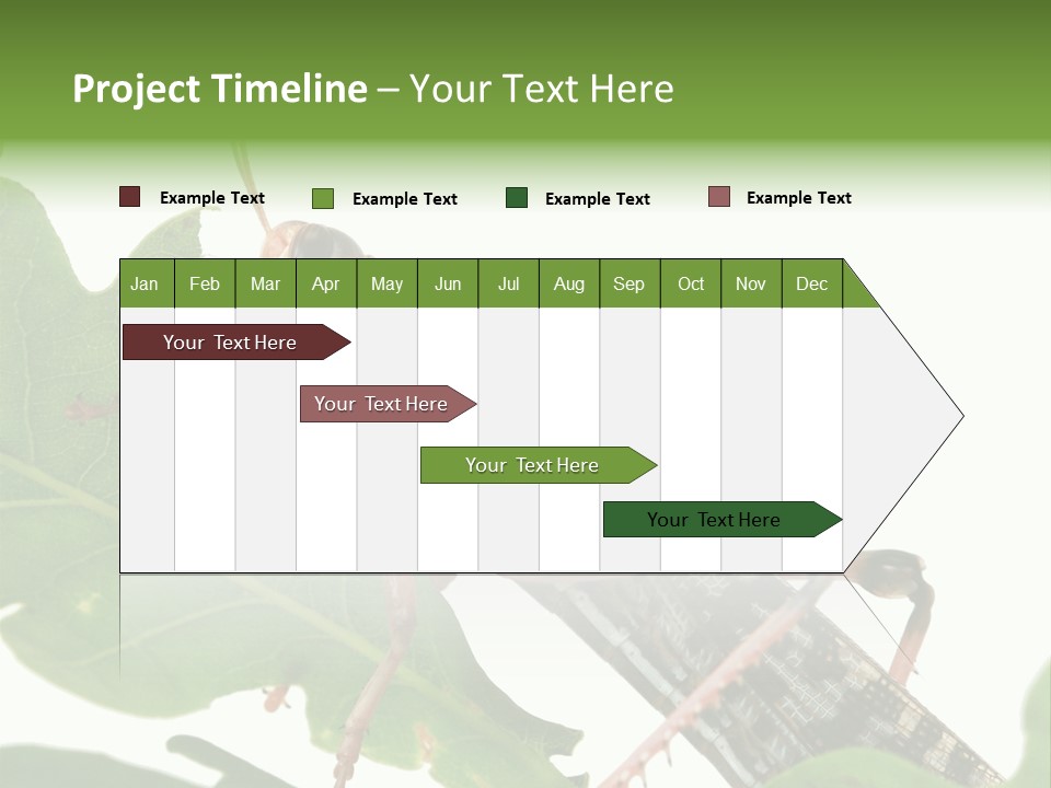 Locust Eating A Leaf Of An Oak - Macro Shot PowerPoint Template