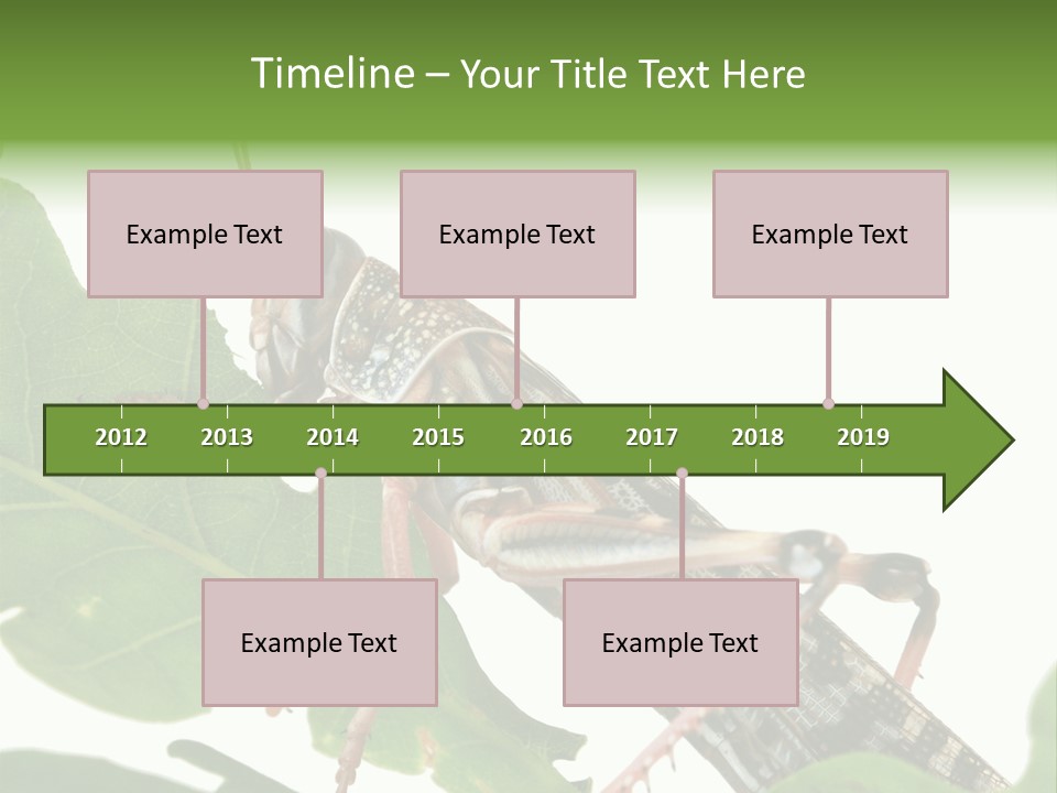 Locust Eating A Leaf Of An Oak - Macro Shot PowerPoint Template