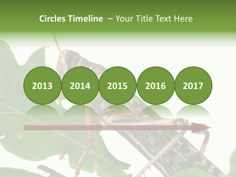 Locust Eating A Leaf Of An Oak - Macro Shot PowerPoint Template