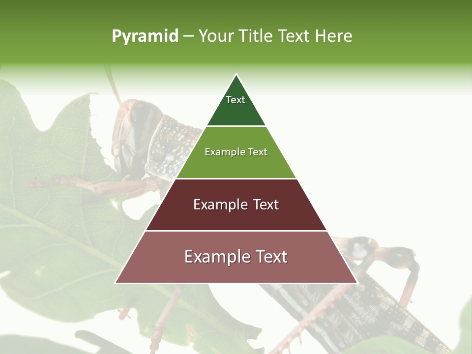 Locust Eating A Leaf Of An Oak - Macro Shot PowerPoint Template