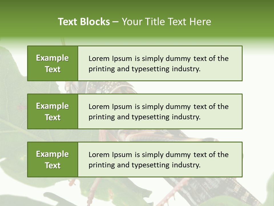 Locust Eating A Leaf Of An Oak - Macro Shot PowerPoint Template