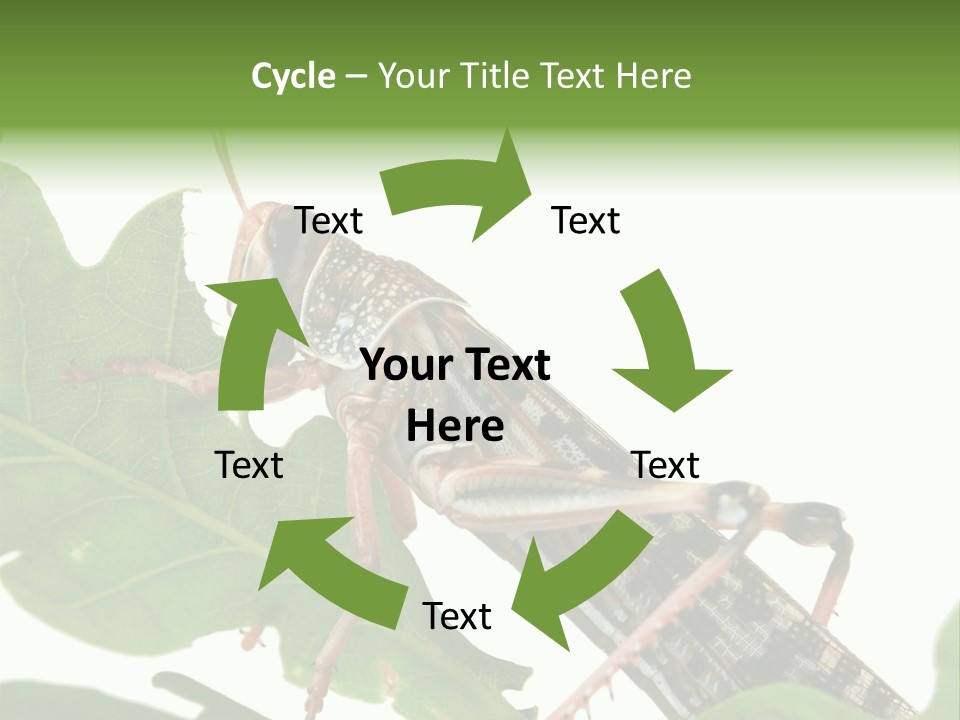 Locust Eating A Leaf Of An Oak - Macro Shot PowerPoint Template