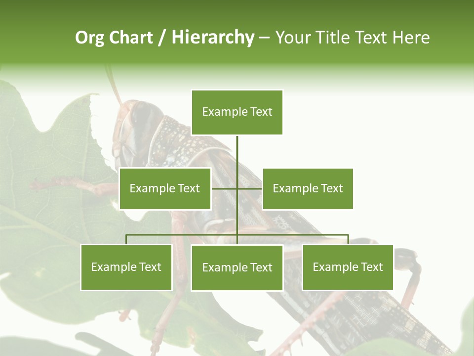 Locust Eating A Leaf Of An Oak - Macro Shot PowerPoint Template