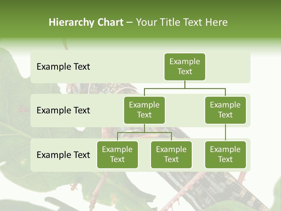 Locust Eating A Leaf Of An Oak - Macro Shot PowerPoint Template