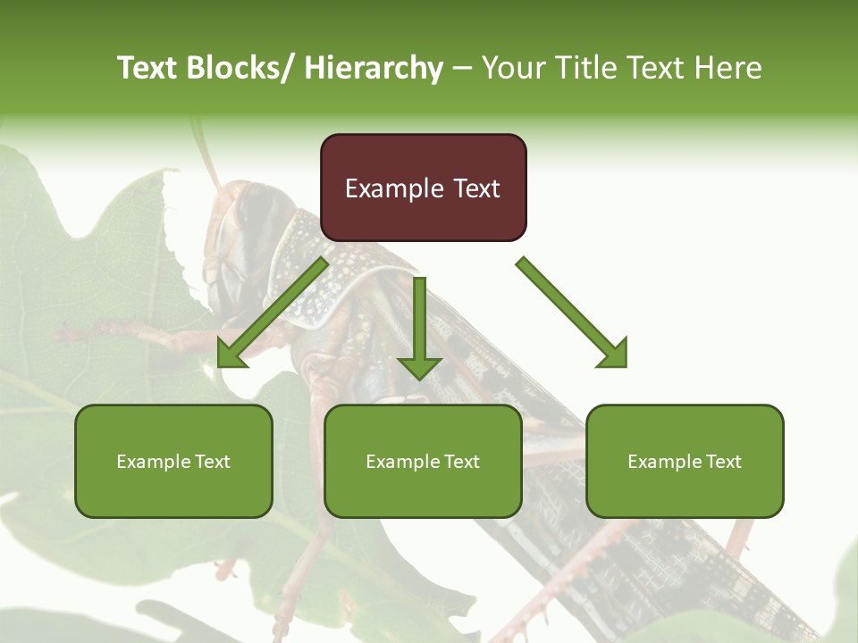 Locust Eating A Leaf Of An Oak - Macro Shot PowerPoint Template