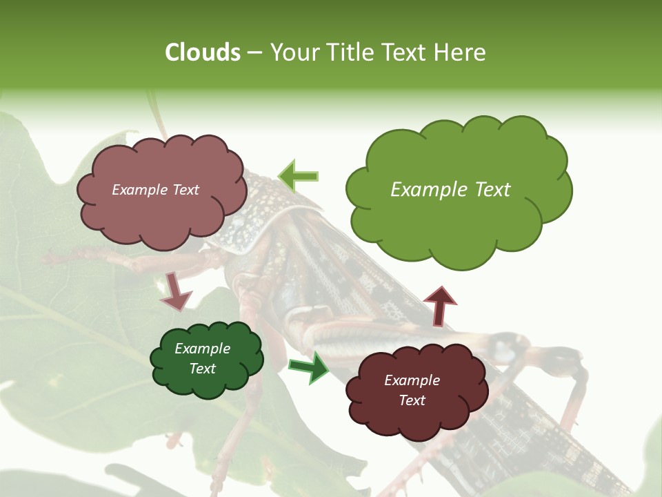 Locust Eating A Leaf Of An Oak - Macro Shot PowerPoint Template
