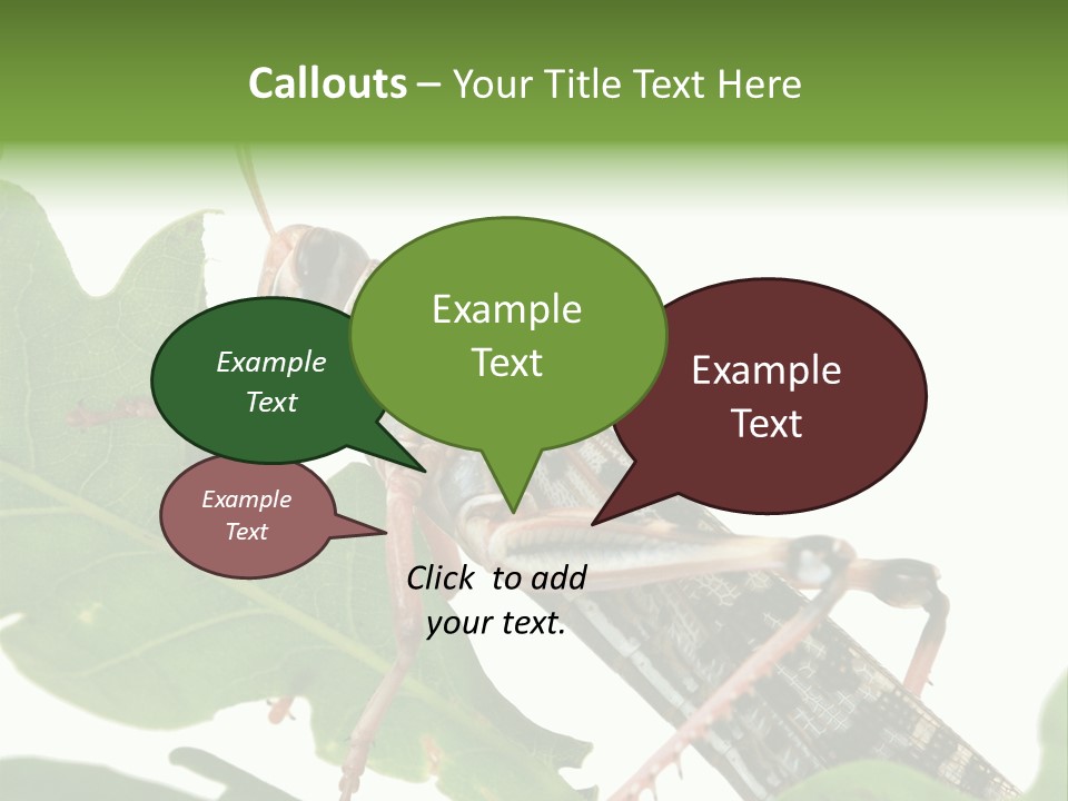 Locust Eating A Leaf Of An Oak - Macro Shot PowerPoint Template