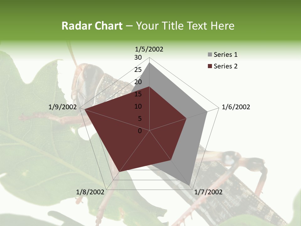 Locust Eating A Leaf Of An Oak - Macro Shot PowerPoint Template