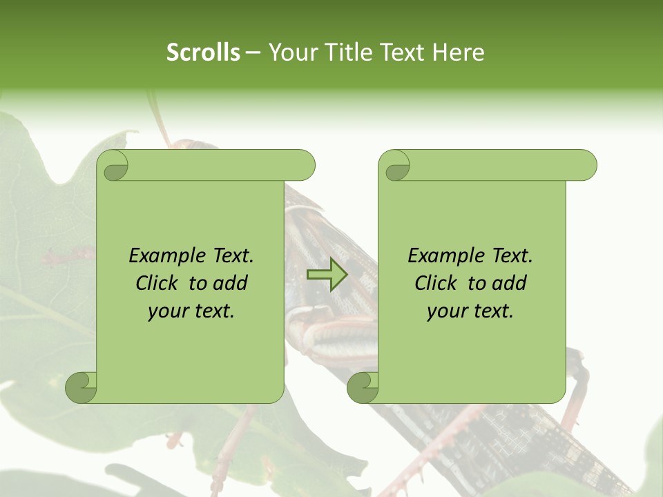 Locust Eating A Leaf Of An Oak - Macro Shot PowerPoint Template