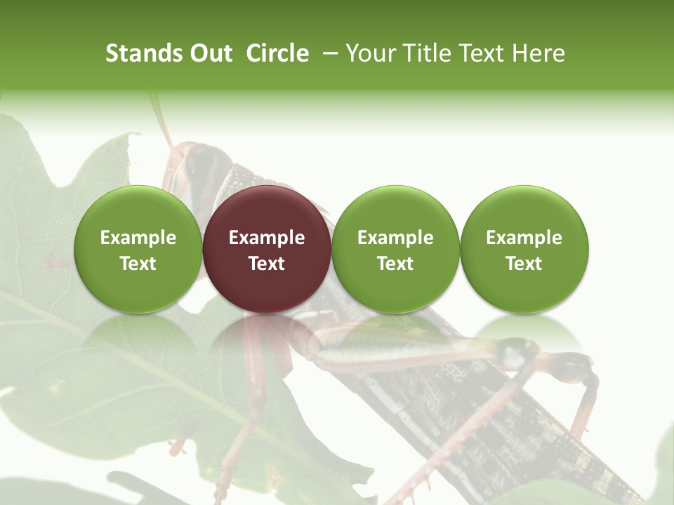 Locust Eating A Leaf Of An Oak - Macro Shot PowerPoint Template