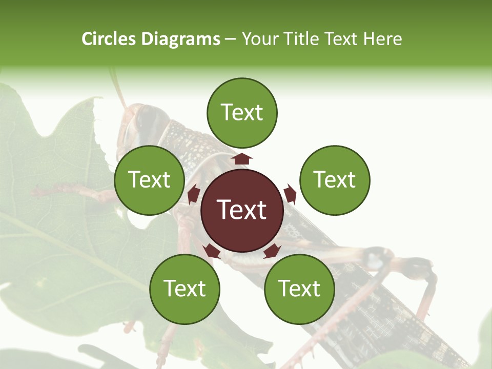 Locust Eating A Leaf Of An Oak - Macro Shot PowerPoint Template