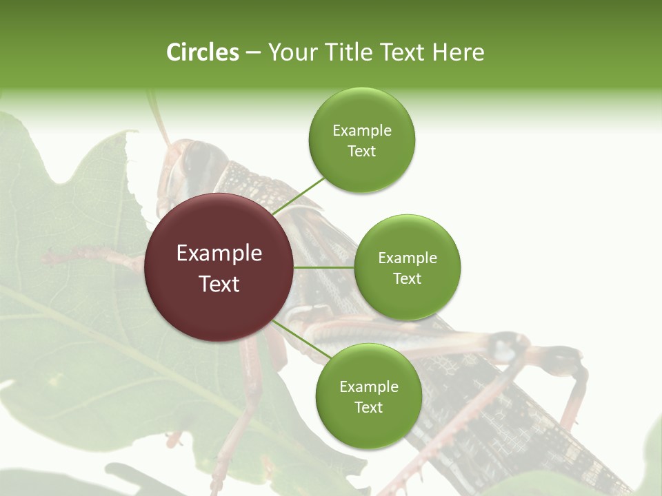 Locust Eating A Leaf Of An Oak - Macro Shot PowerPoint Template