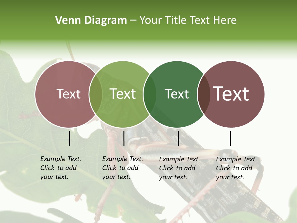Locust Eating A Leaf Of An Oak - Macro Shot PowerPoint Template