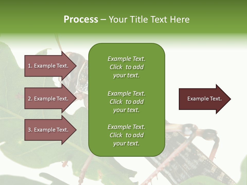 Locust Eating A Leaf Of An Oak - Macro Shot PowerPoint Template