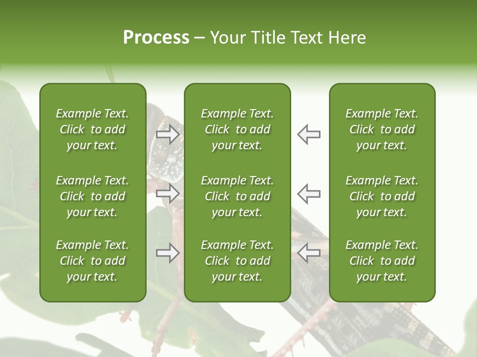 Locust Eating A Leaf Of An Oak - Macro Shot PowerPoint Template