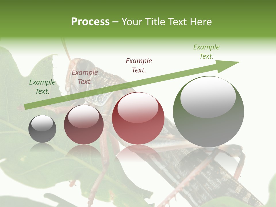Locust Eating A Leaf Of An Oak - Macro Shot PowerPoint Template