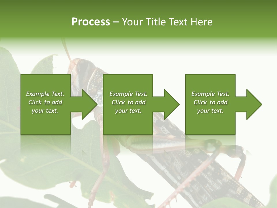 Locust Eating A Leaf Of An Oak - Macro Shot PowerPoint Template