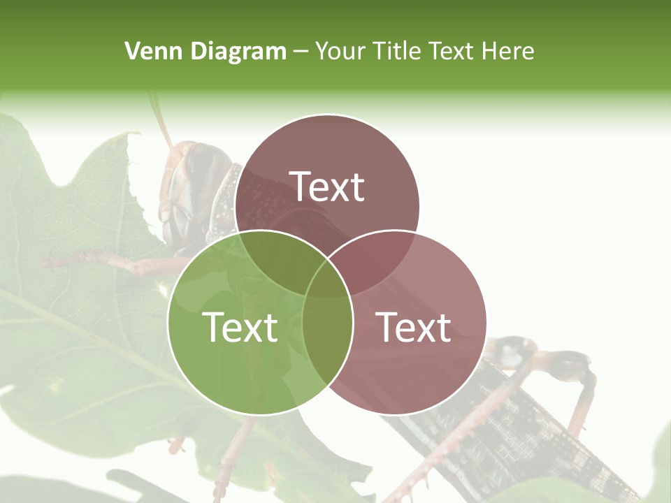 Locust Eating A Leaf Of An Oak - Macro Shot PowerPoint Template