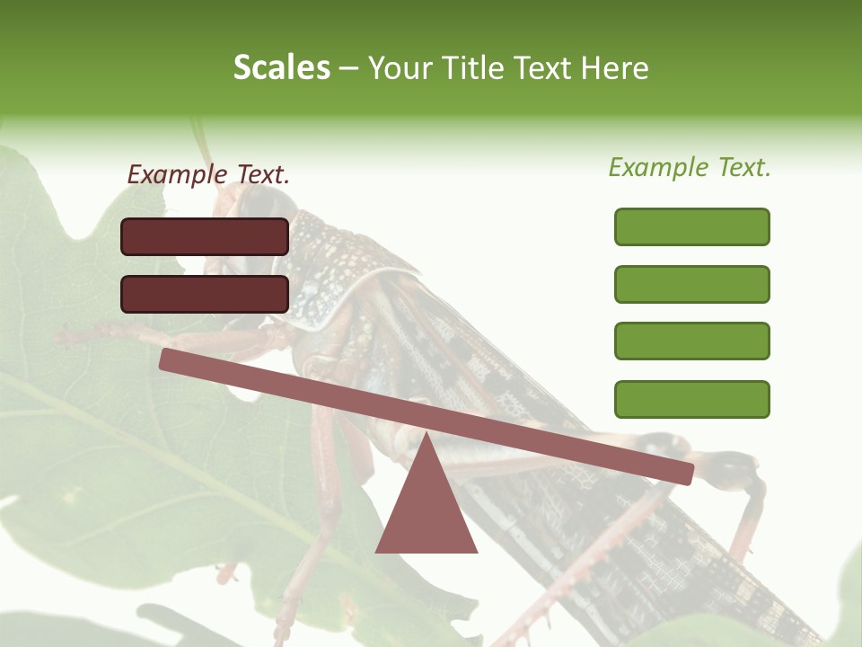 Locust Eating A Leaf Of An Oak - Macro Shot PowerPoint Template
