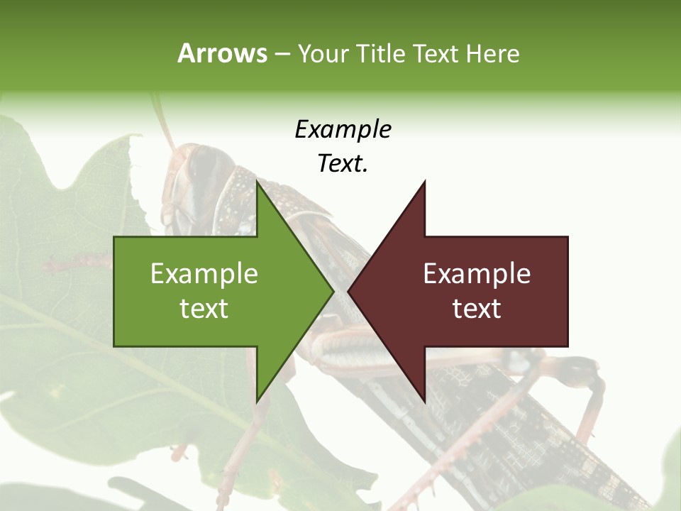 Locust Eating A Leaf Of An Oak - Macro Shot PowerPoint Template