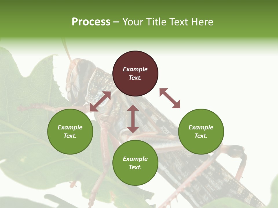 Locust Eating A Leaf Of An Oak - Macro Shot PowerPoint Template