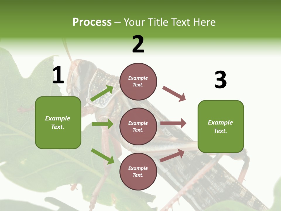Locust Eating A Leaf Of An Oak - Macro Shot PowerPoint Template