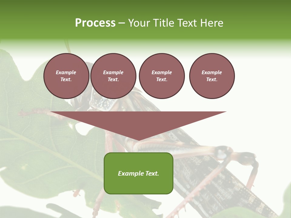 Locust Eating A Leaf Of An Oak - Macro Shot PowerPoint Template