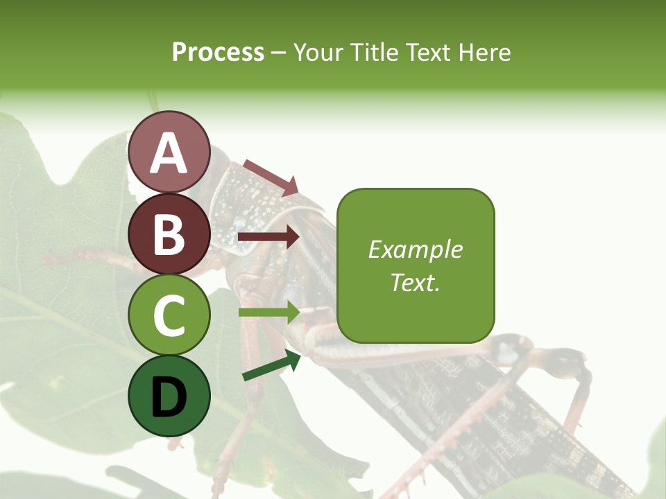 Locust Eating A Leaf Of An Oak - Macro Shot PowerPoint Template