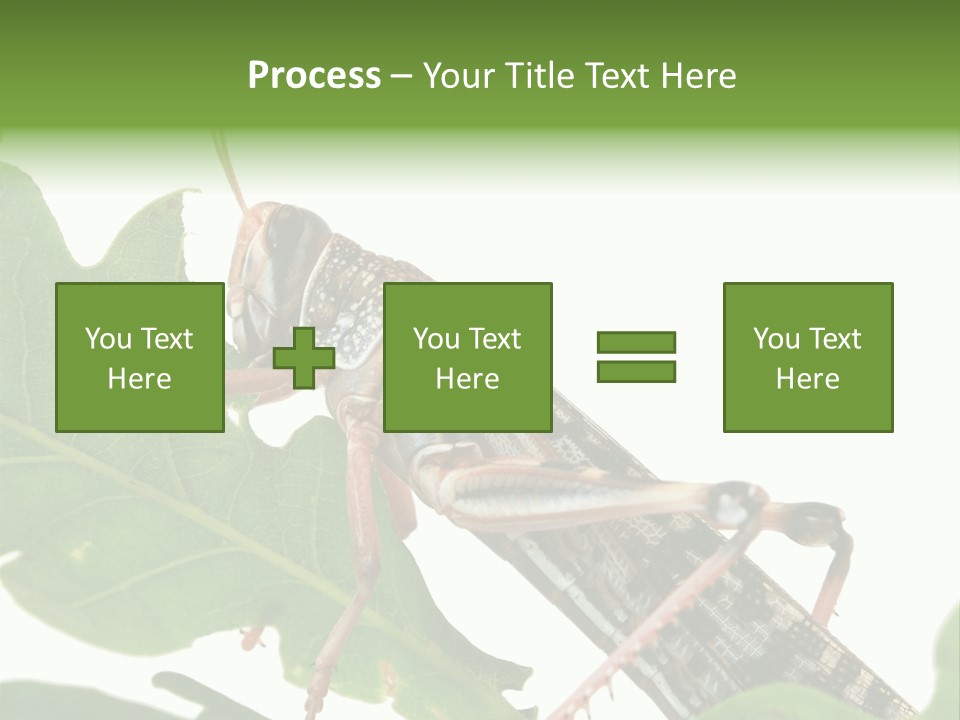 Locust Eating A Leaf Of An Oak - Macro Shot PowerPoint Template