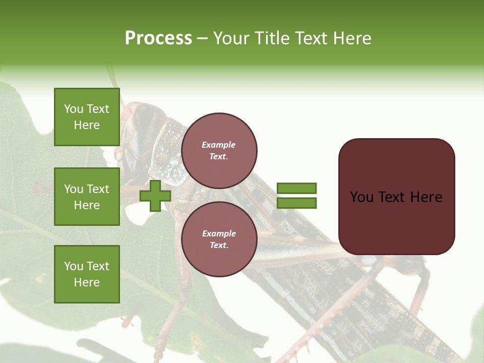 Locust Eating A Leaf Of An Oak - Macro Shot PowerPoint Template