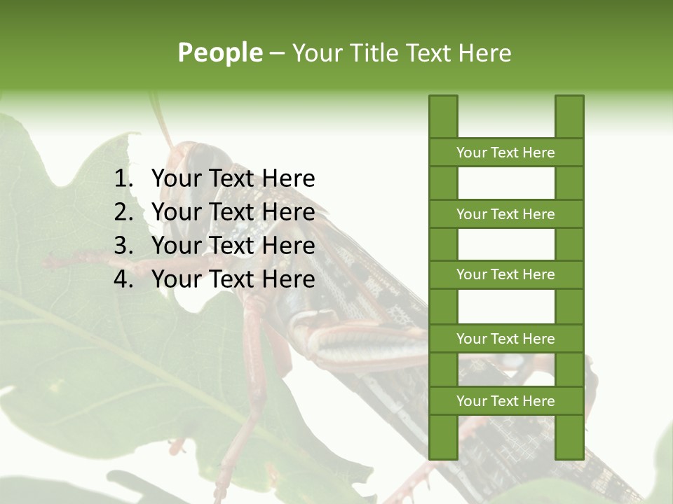 Locust Eating A Leaf Of An Oak - Macro Shot PowerPoint Template