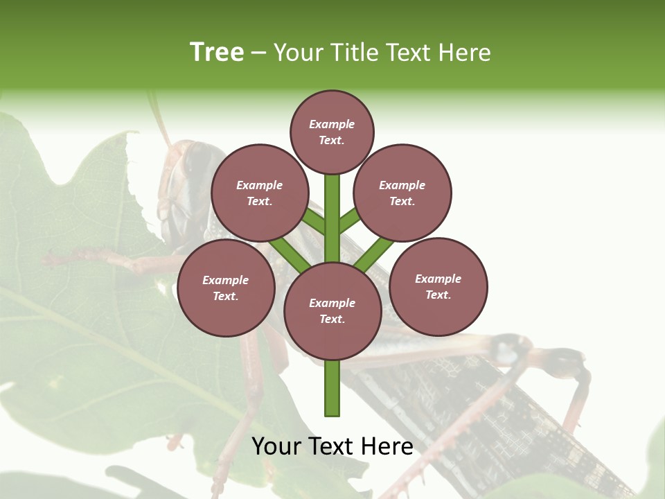 Locust Eating A Leaf Of An Oak - Macro Shot PowerPoint Template